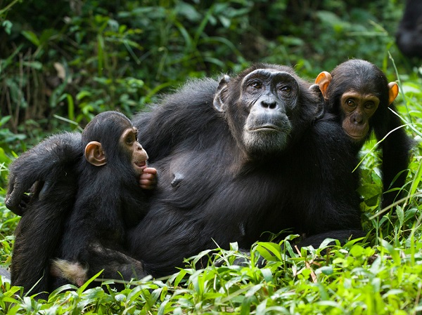 The forest watch app has helped to conserve wildlife, including chimpanzees in Kibale National Park