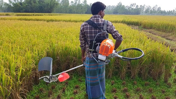 Rice harvesting machine