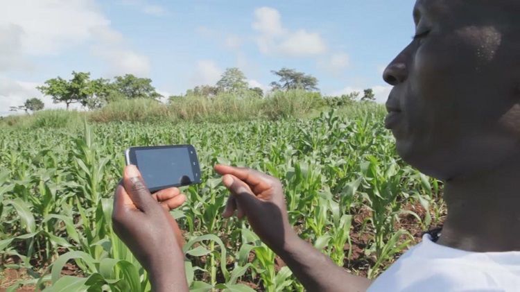 CTI Africa Life Mobile app Akorion-Youth-Village-Agent-Records-Crop-Growth-Using-A-Smartphone-Web-Size-e1497467134321