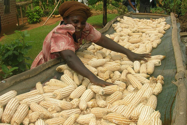 Maize prices in Uganda