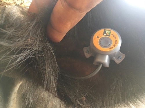 A chip that measures temperature for Jaguza Livestock App on a cow
